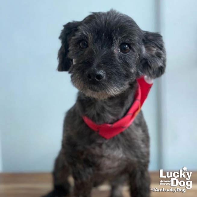 Audrey, Adopted, Young Female Shih Tzu.