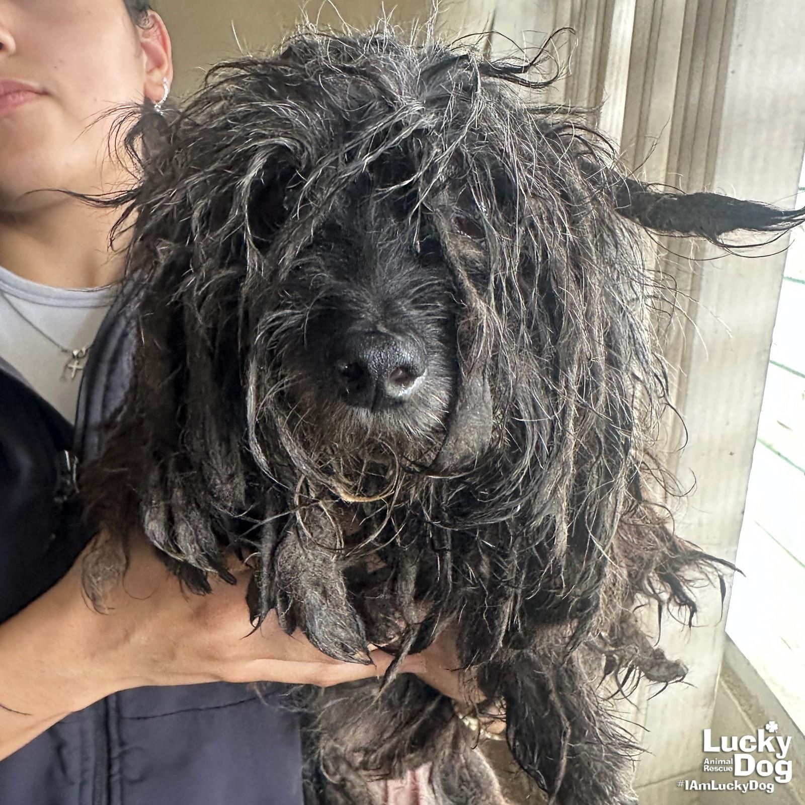 Enlarge Audrey, a Adopted Shih Tzu in Washington, DC image 2/2