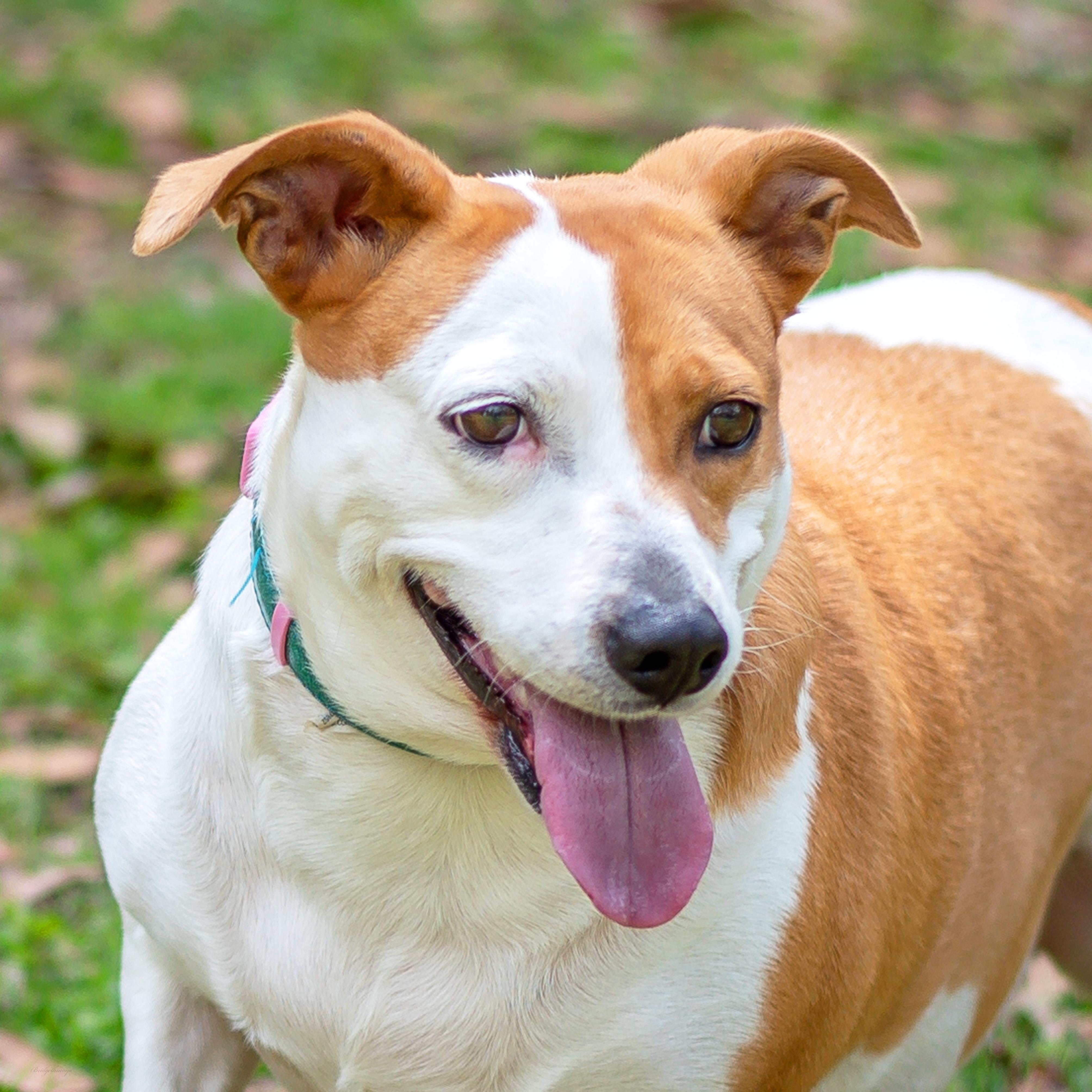 Dolly, Adult Female Dachshund