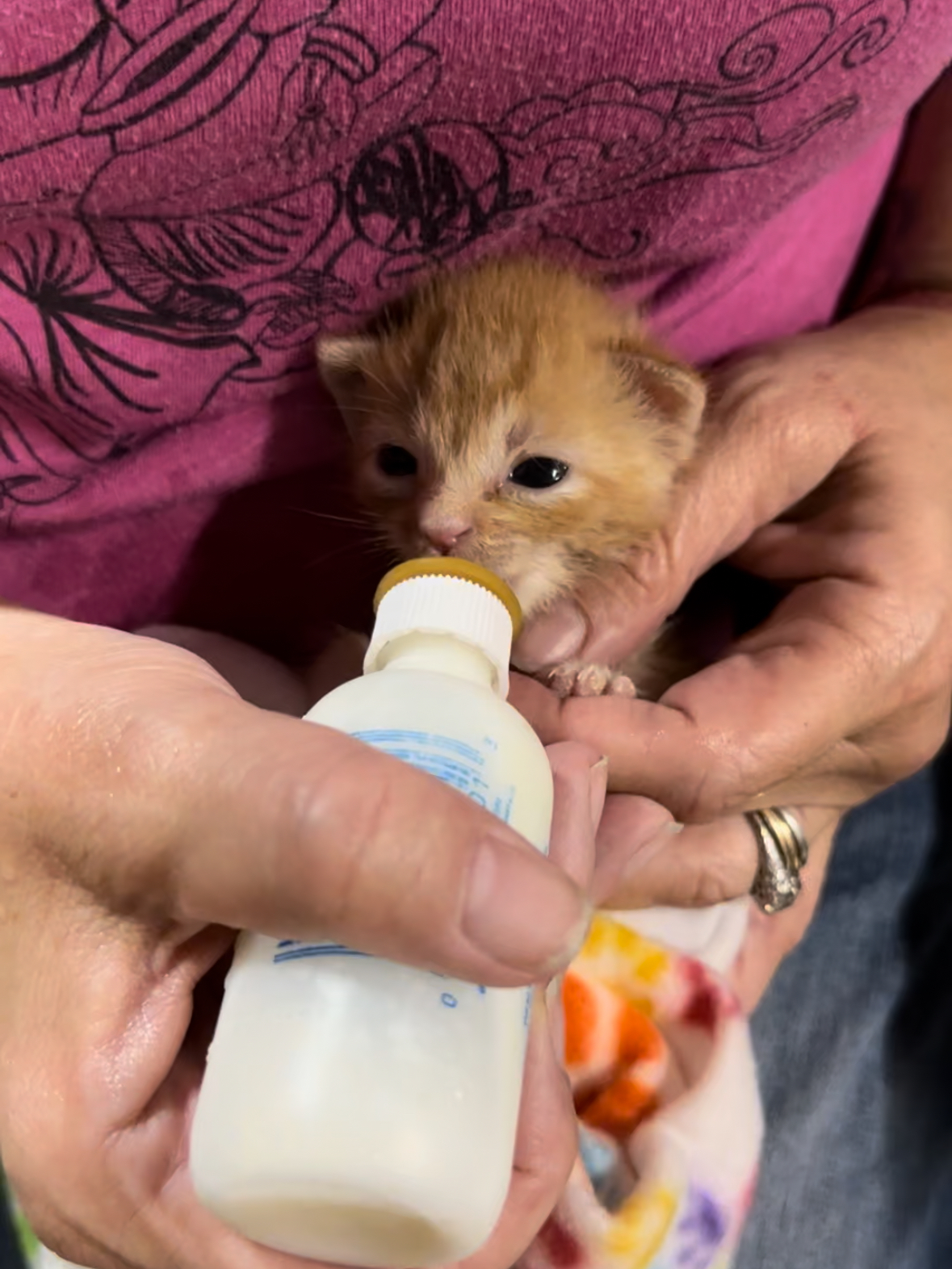 "Naranja" (Orange), a Adopted American Shorthair in Tampa, FL image 1/6