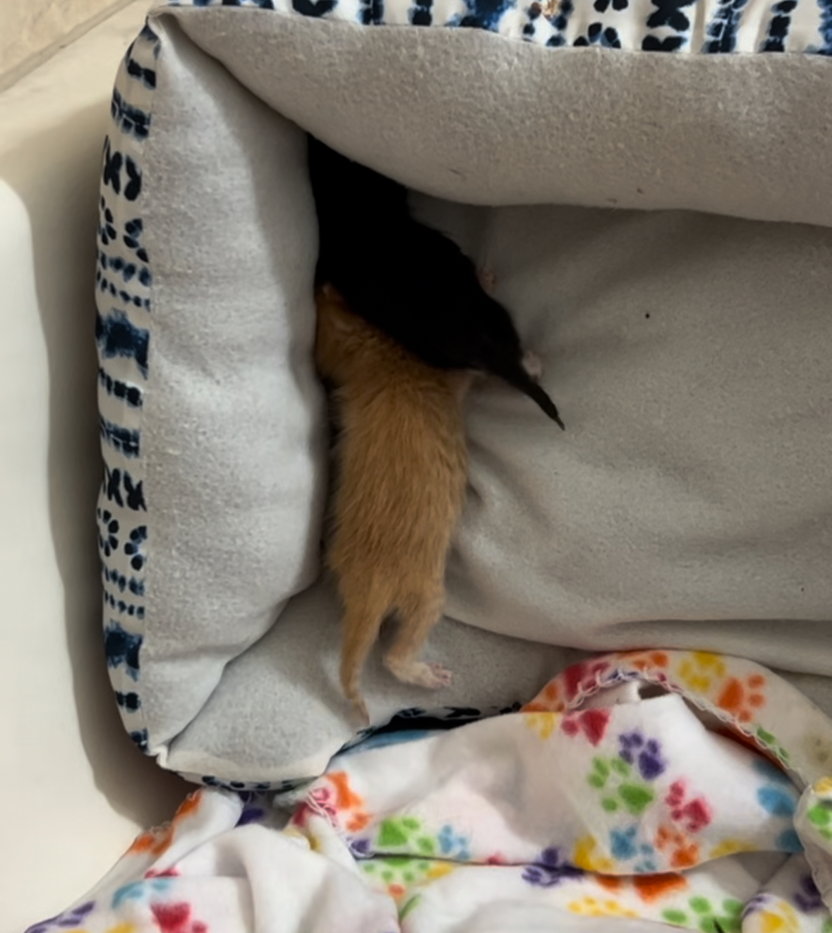 "Naranja" (Orange), a Adopted American Shorthair in Tampa, FL image 2/6