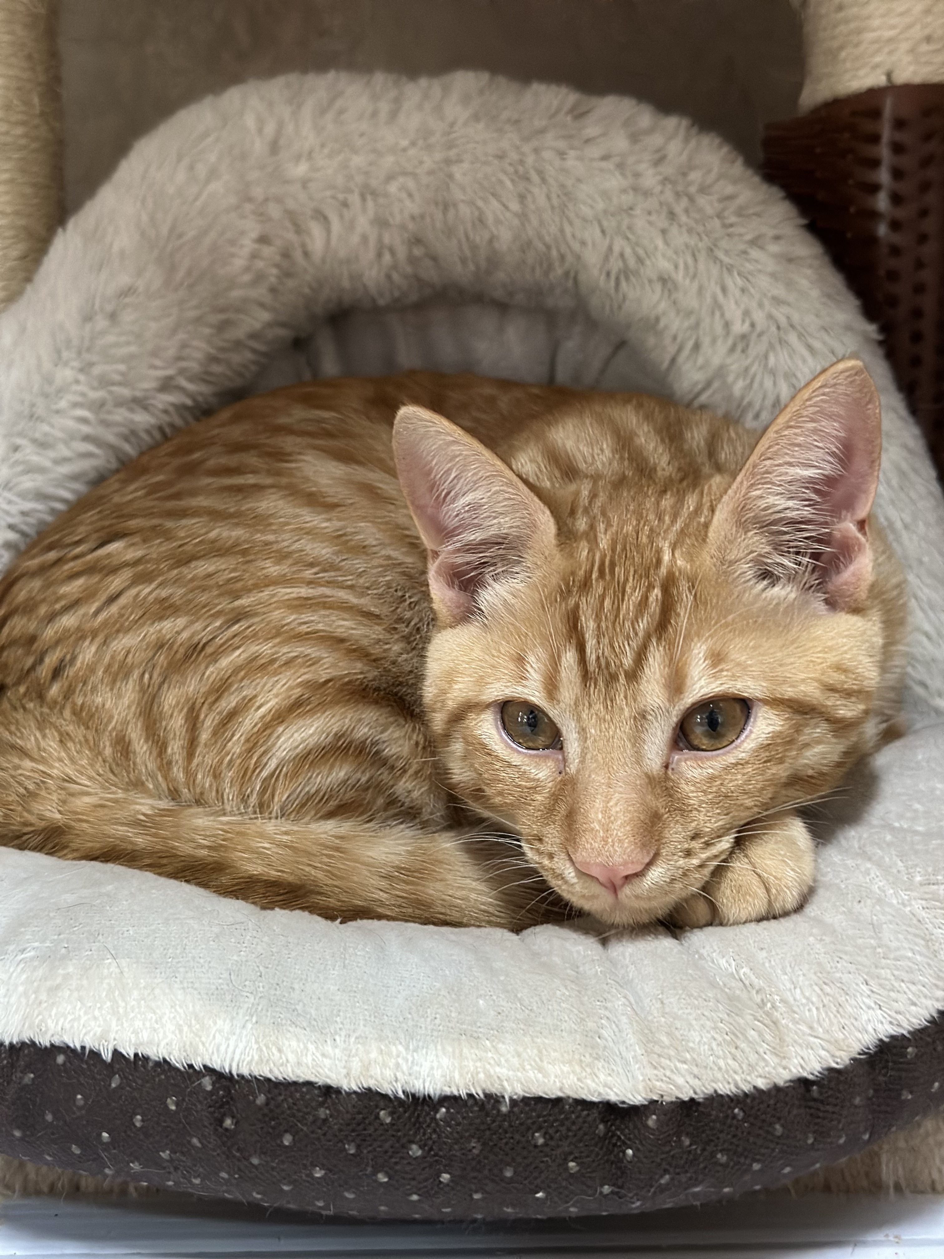 "Naranja" (Orange), a Adopted American Shorthair in Tampa, FL image 3/6
