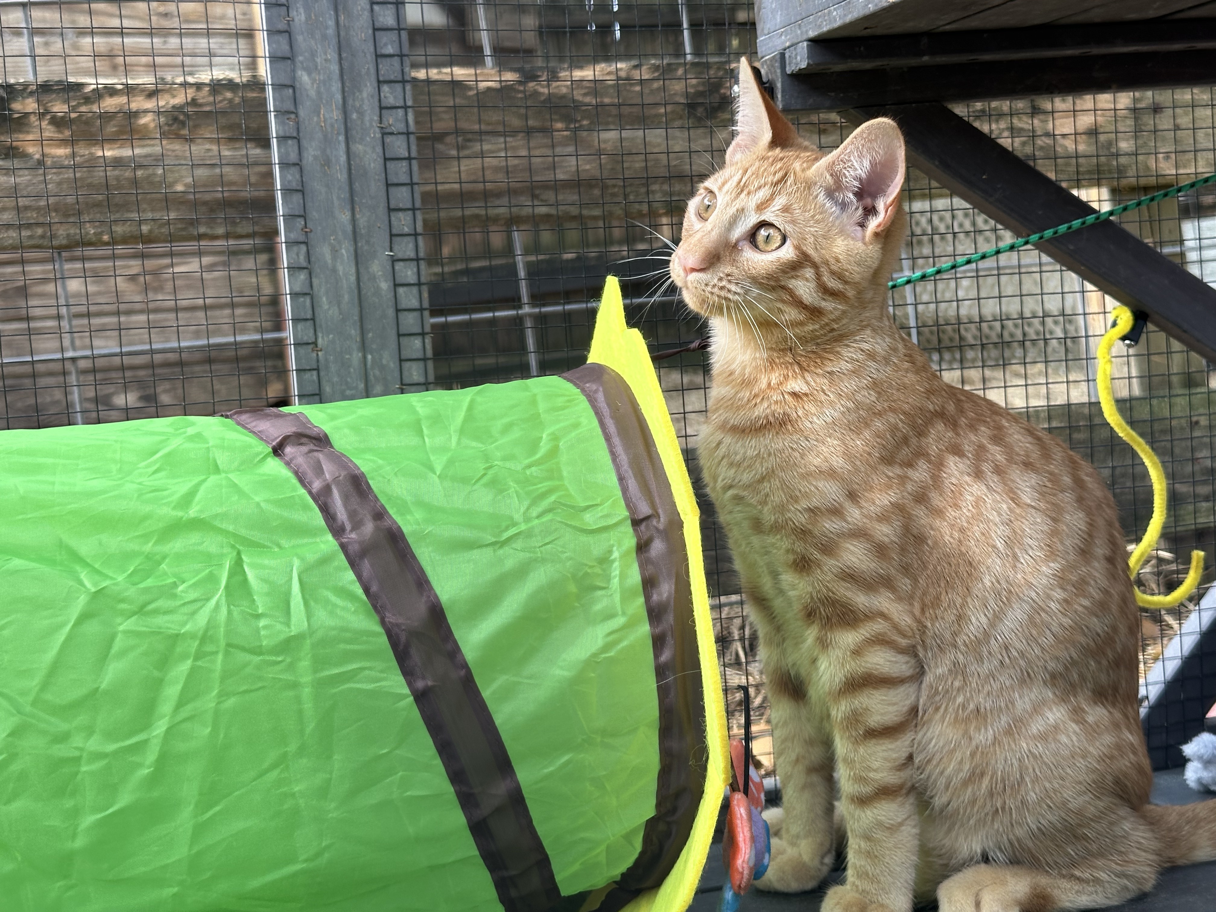 "Naranja" (Orange), a Adopted American Shorthair in Tampa, FL image 5/6