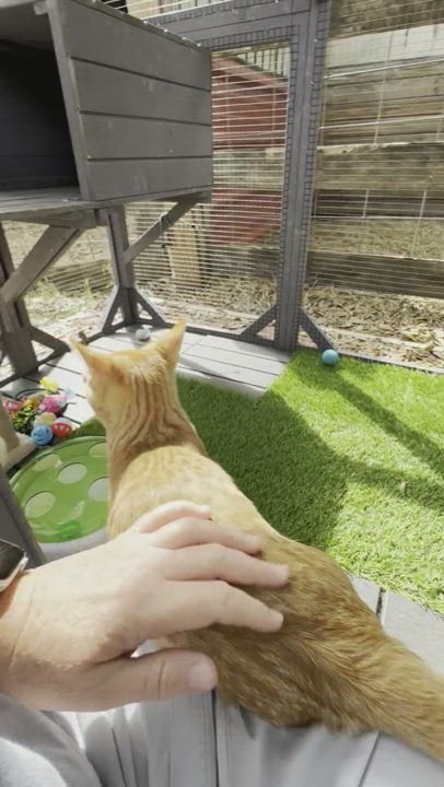 Enlarge "Naranja" (Orange), a Adopted American Shorthair in Tampa, FL video 6/6