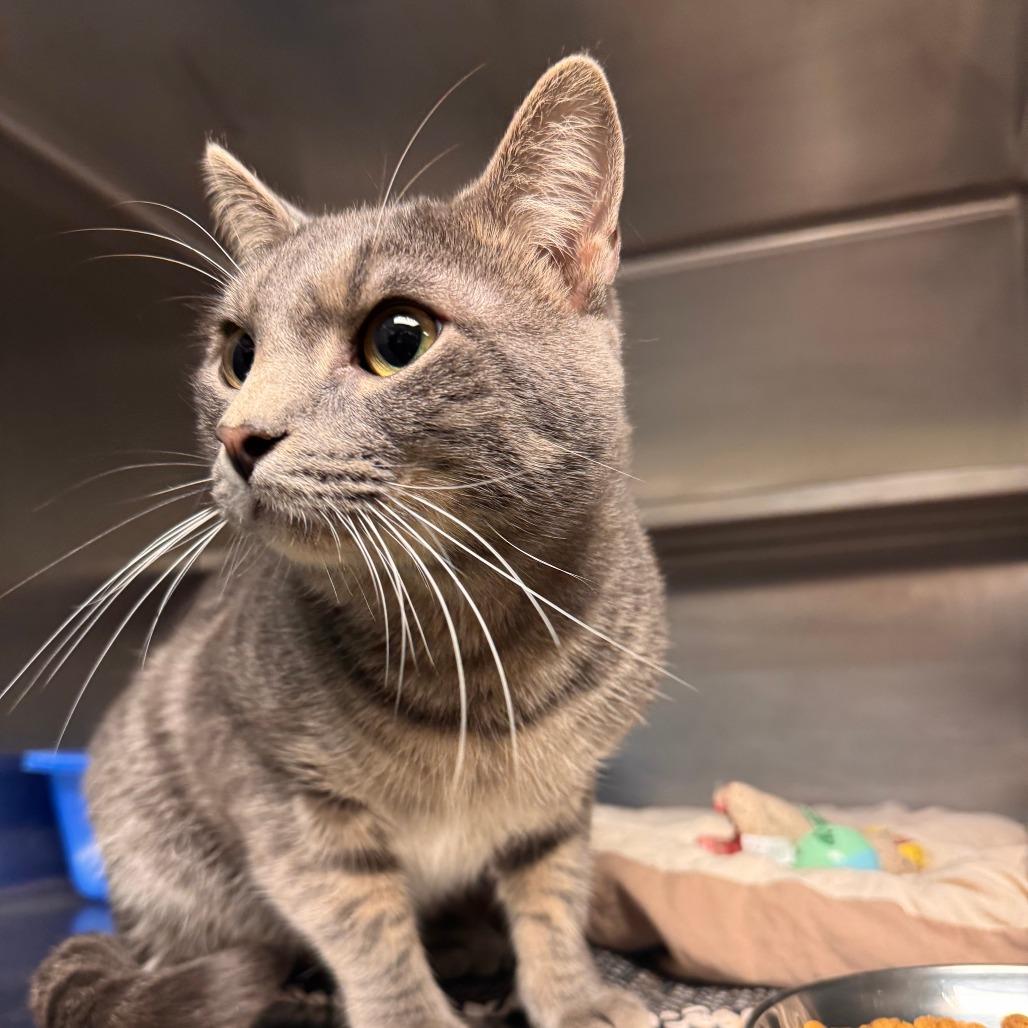 Keroppi, Adoptable, Young Male Domestic Short Hair.