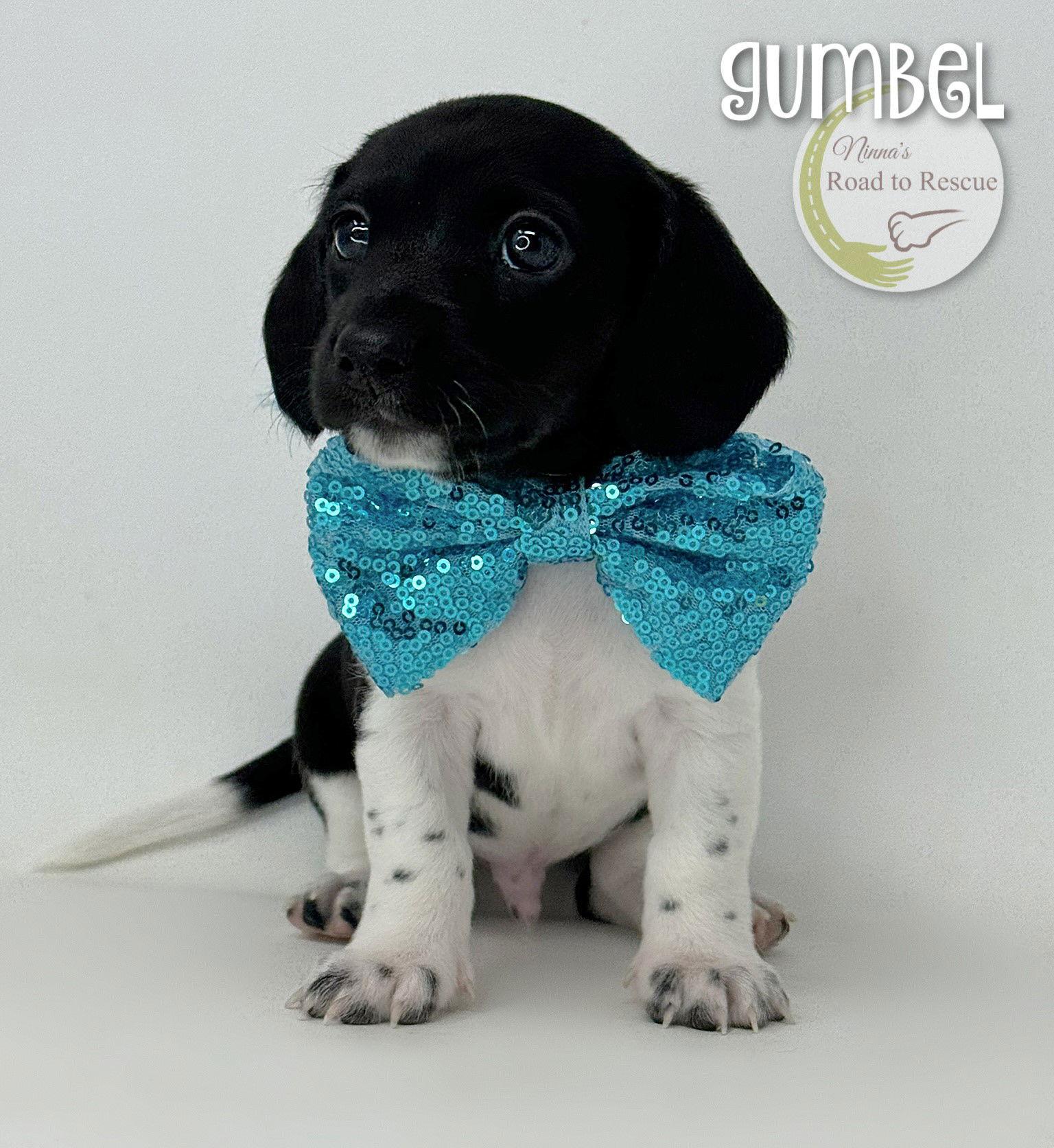 Gumbel, a Adopted mixed breed in Benton, LA image 1/2