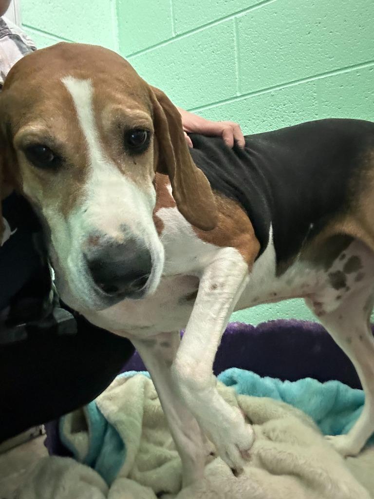 Enlarge Milo, a Adoptable Treeing Walker Coonhound in Blountville, TN image 1/6