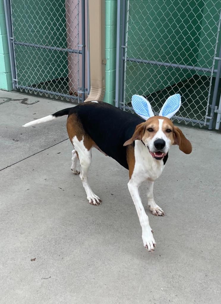 Milo, Adoptable, Adult Male Treeing Walker Coonhound.