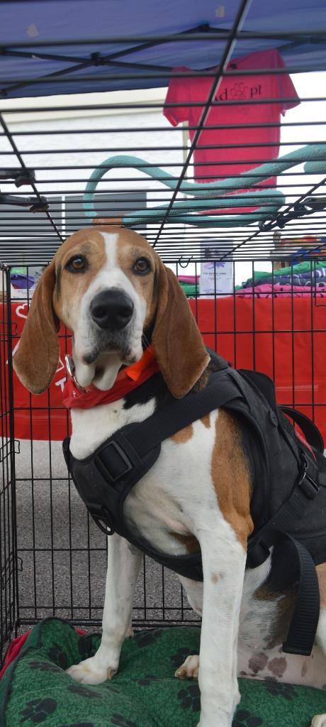 Milo, a Adoptable Treeing Walker Coonhound in Blountville, TN image 2/6