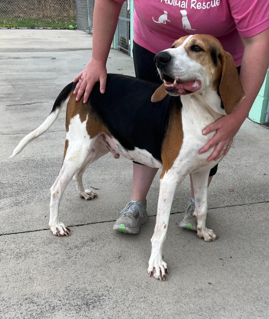 Milo, a Adoptable Treeing Walker Coonhound in Blountville, TN image 4/6