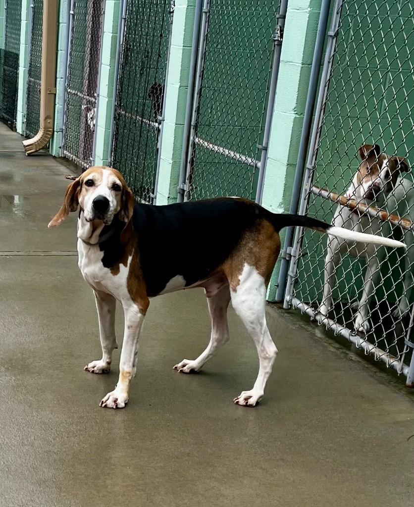 Enlarge Milo, a Adoptable Treeing Walker Coonhound in Blountville, TN image 6/6