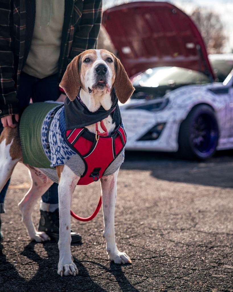 Milo, a Adoptable Treeing Walker Coonhound in Blountville, TN image 5/6