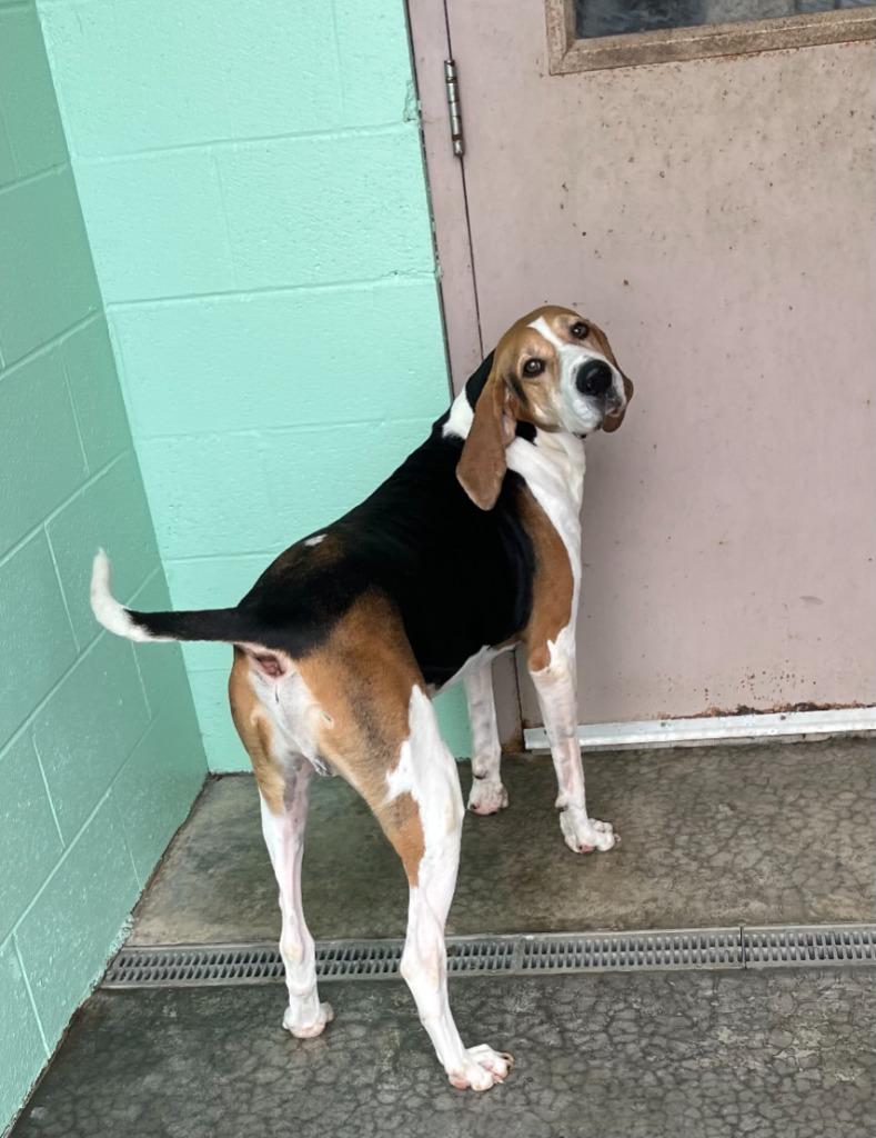 Milo, a Adoptable Treeing Walker Coonhound in Blountville, TN image 6/6