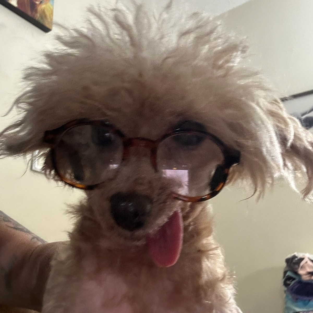 Enlarge Dorothy Rags- hospice/sanctuary, a Adoptable Miniature Poodle in Belleville, NJ image 1/3