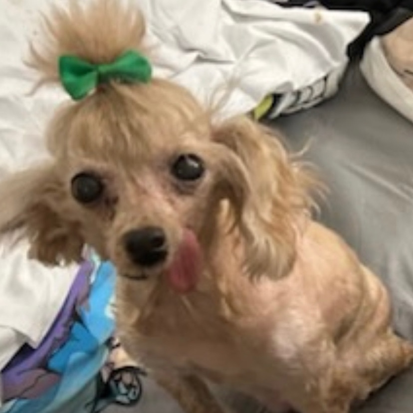 Enlarge Dorothy Rags- hospice/sanctuary, a Adoptable Miniature Poodle in Belleville, NJ image 2/3