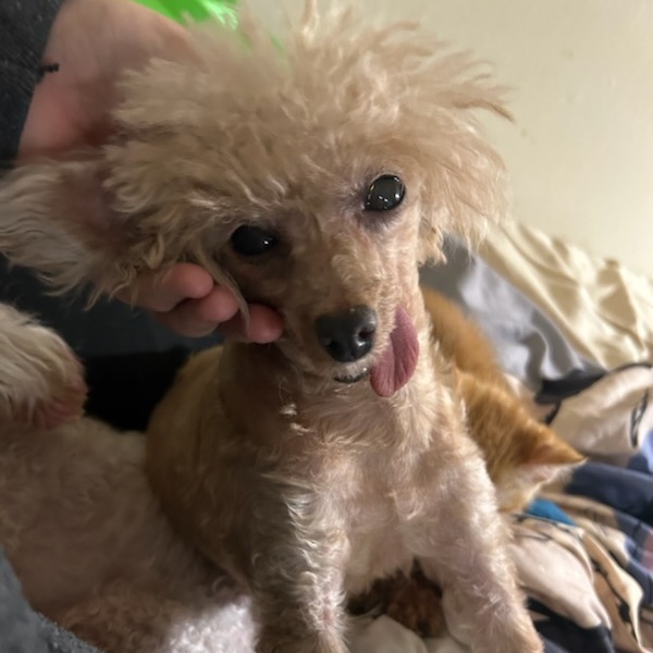 Enlarge Dorothy Rags- hospice/sanctuary, a Adoptable Miniature Poodle in Belleville, NJ image 3/3