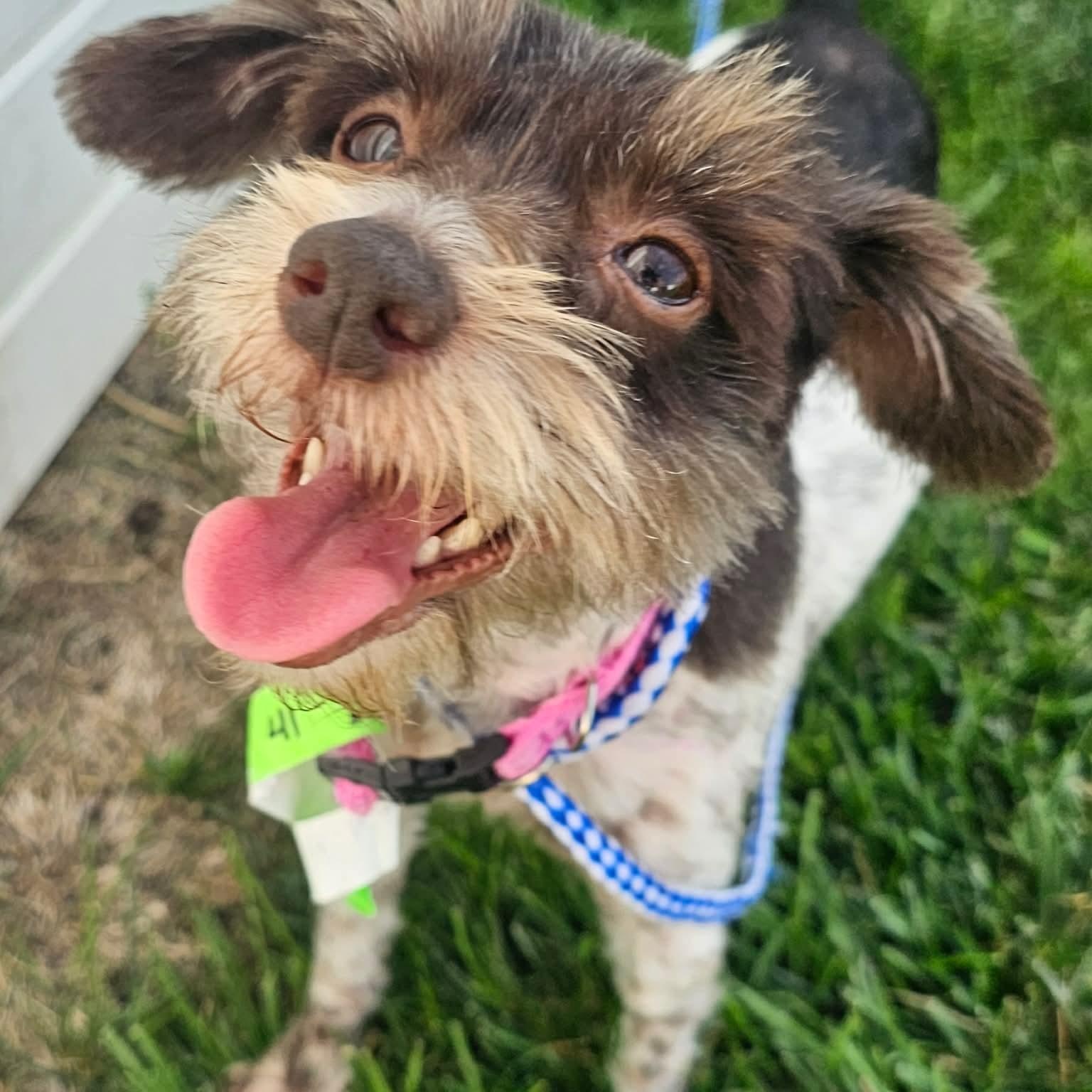 Butter, an adopted mixed breed in Minooka, IL image 1/3