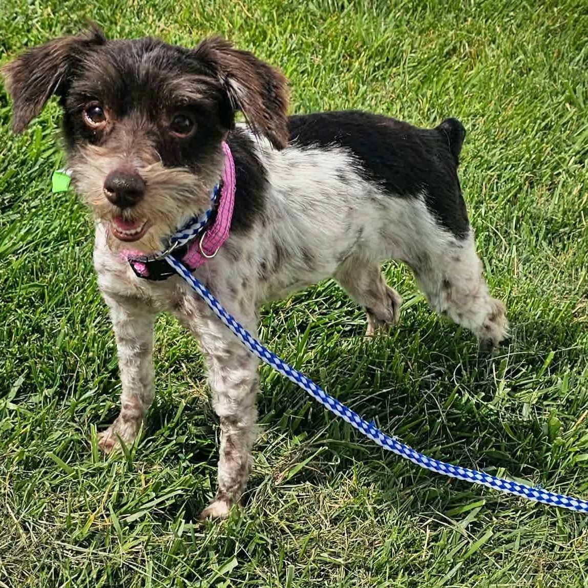 Butter, an adopted mixed breed in Minooka, IL image 3/3