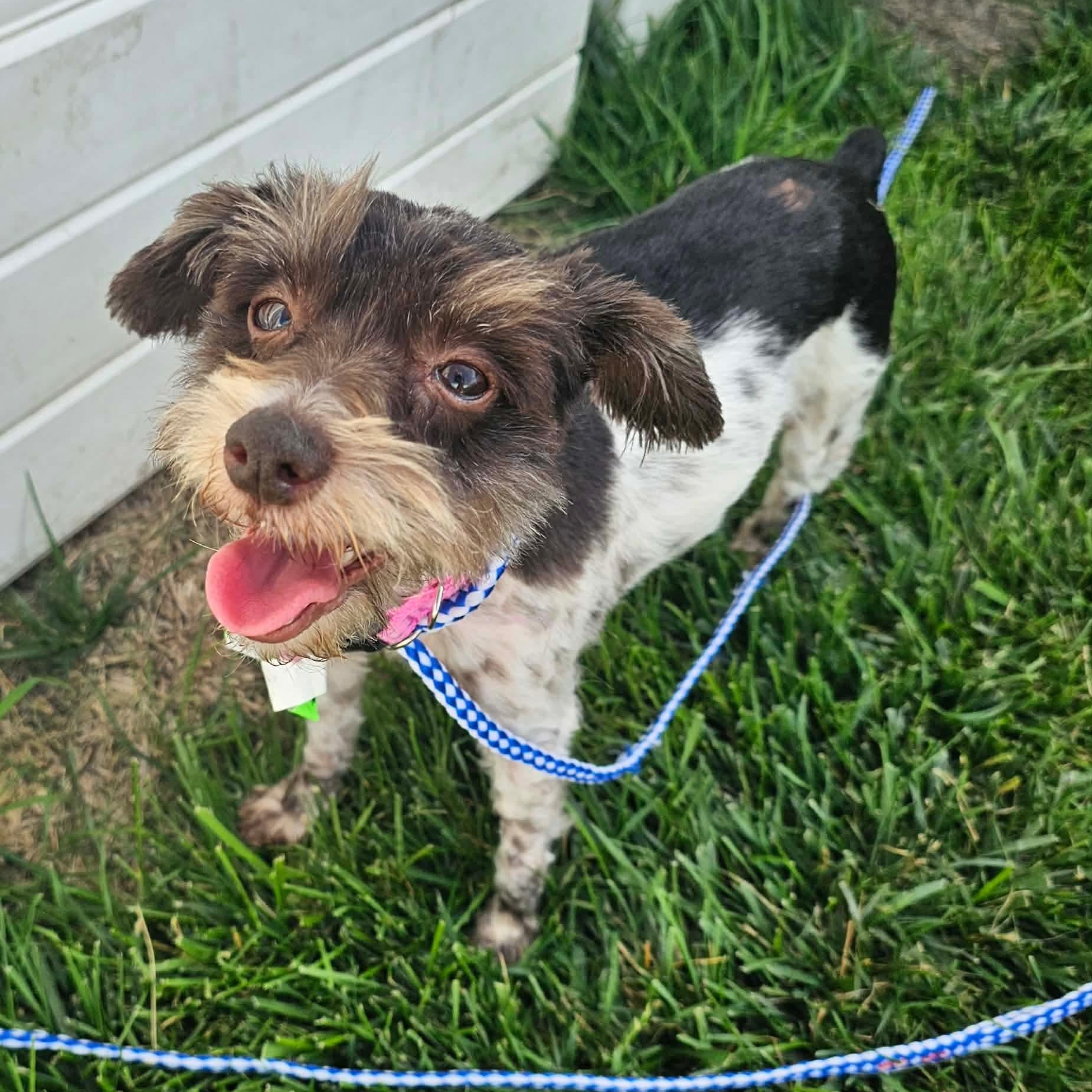 Butter, an adopted mixed breed in Minooka, IL image 2/3