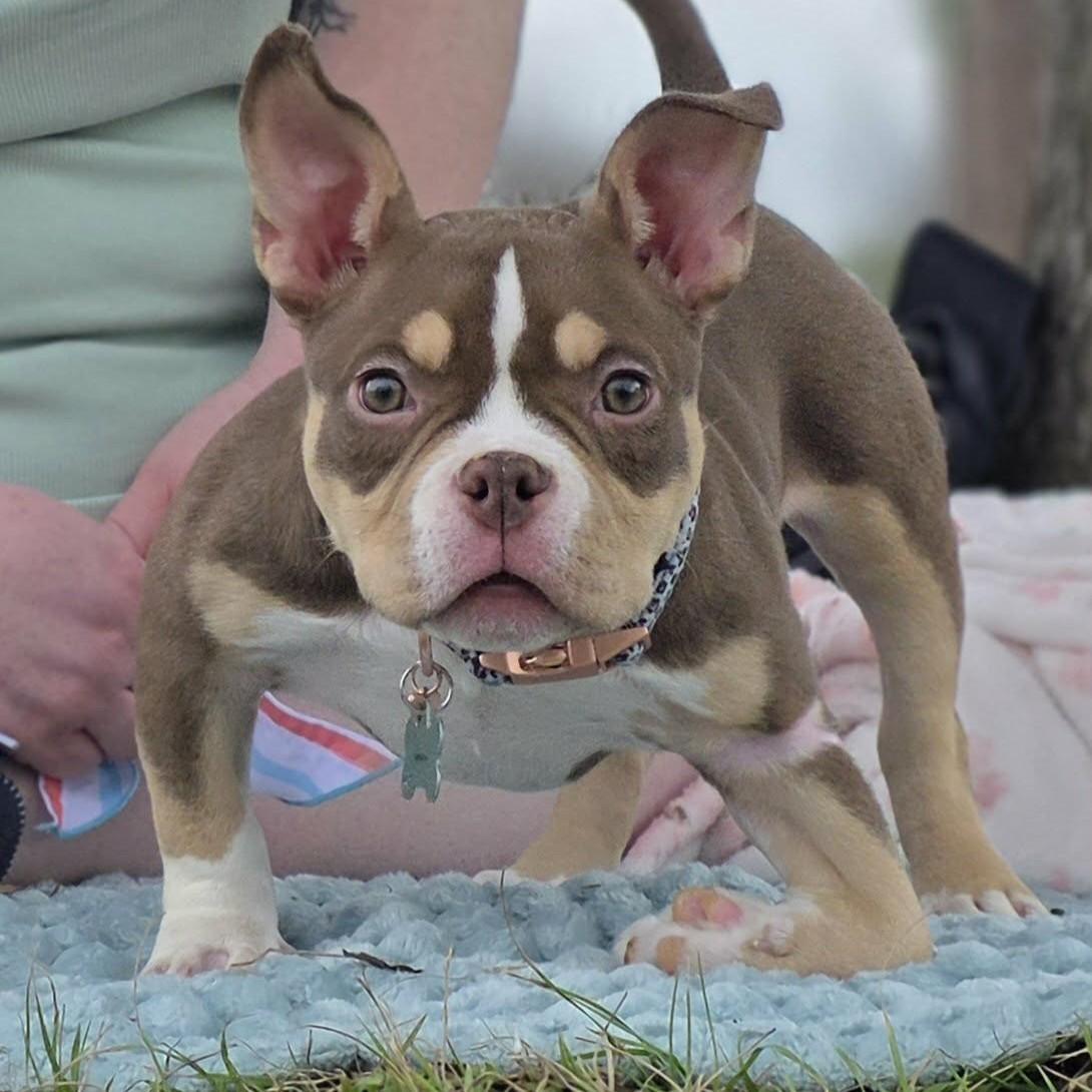 Enlarge Cordelia - SPECIAL NEEDS, a ADOPTABLE mixed breed in Bryan, TX image 5/5