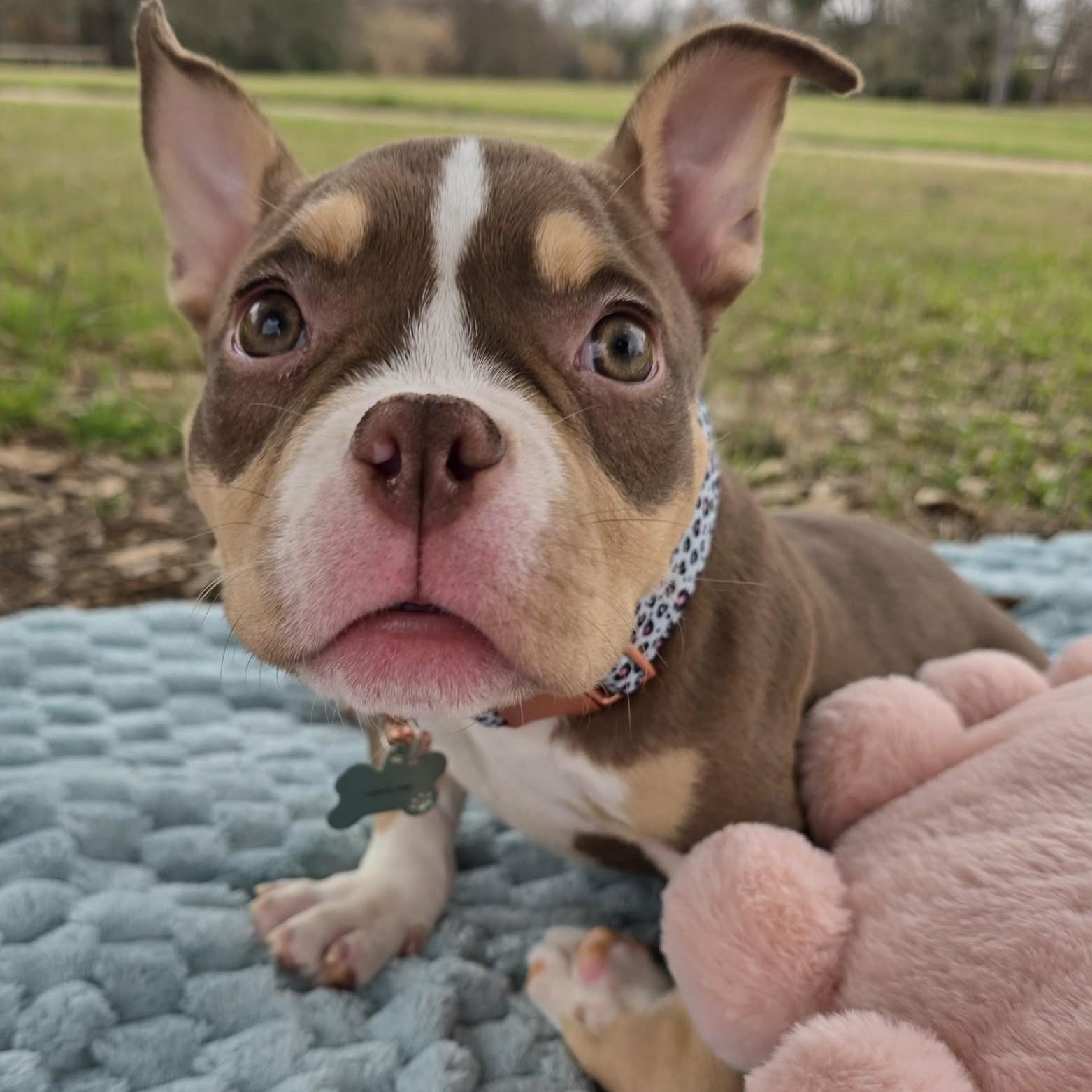 Enlarge Cordelia - SPECIAL NEEDS, a ADOPTABLE mixed breed in Bryan, TX image 3/5