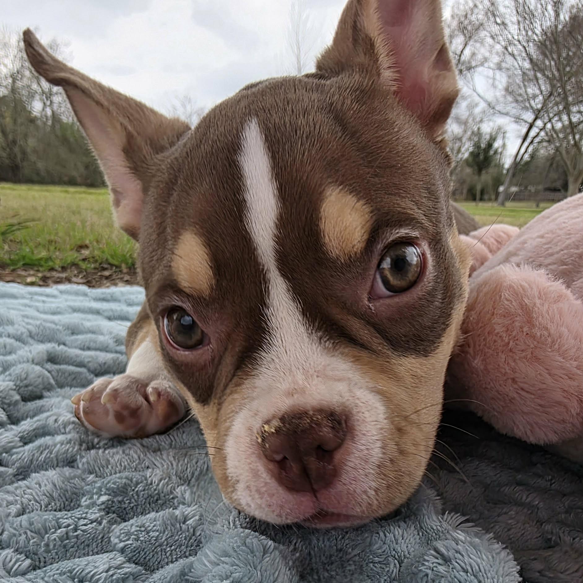 Enlarge Cordelia - SPECIAL NEEDS, a ADOPTABLE mixed breed in Bryan, TX image 4/5