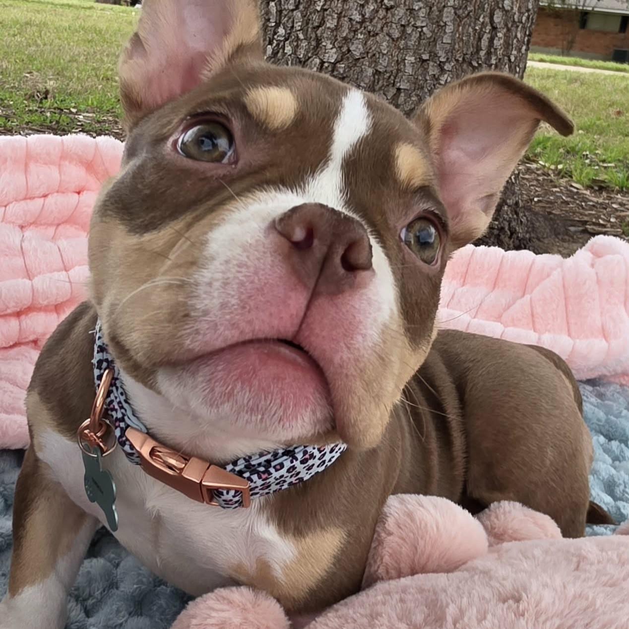 Enlarge Cordelia - SPECIAL NEEDS, a ADOPTABLE mixed breed in Bryan, TX image 2/5