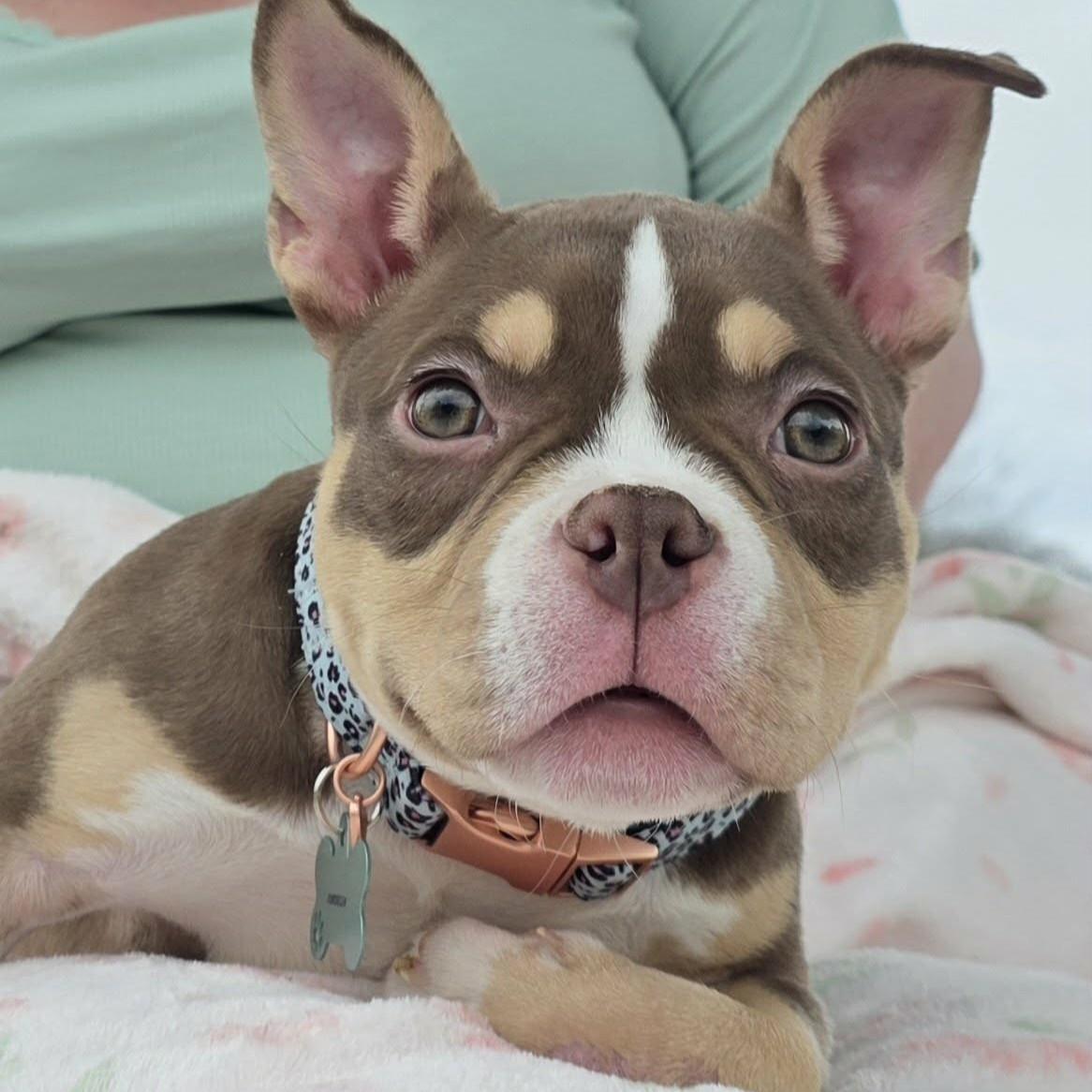 Cordelia - SPECIAL NEEDS, ADOPTABLE, Puppy Female American Bully & Bulldog.