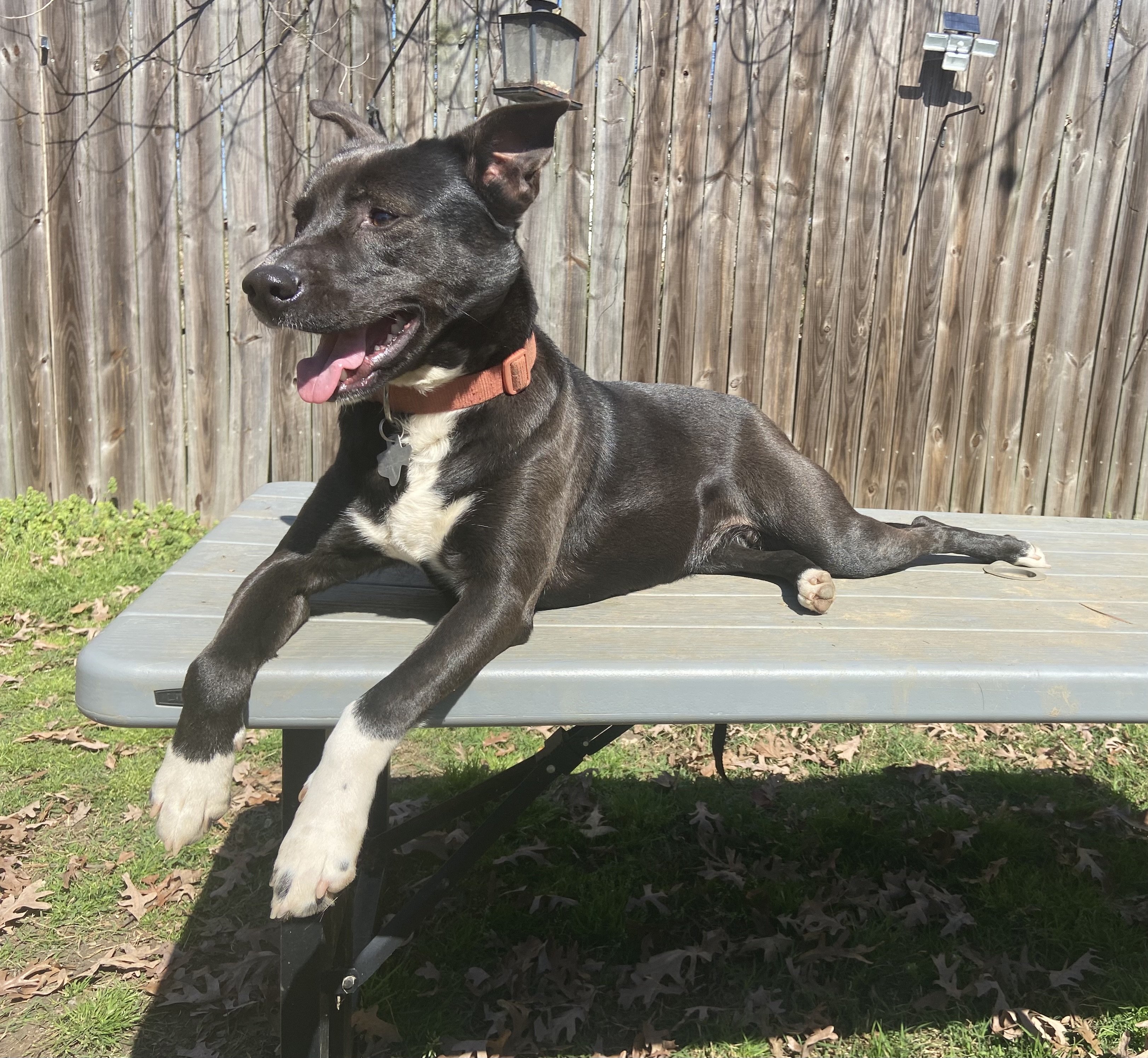 Enlarge Stevie, a Adoptable mixed breed in Jefferson, TX image 1/6