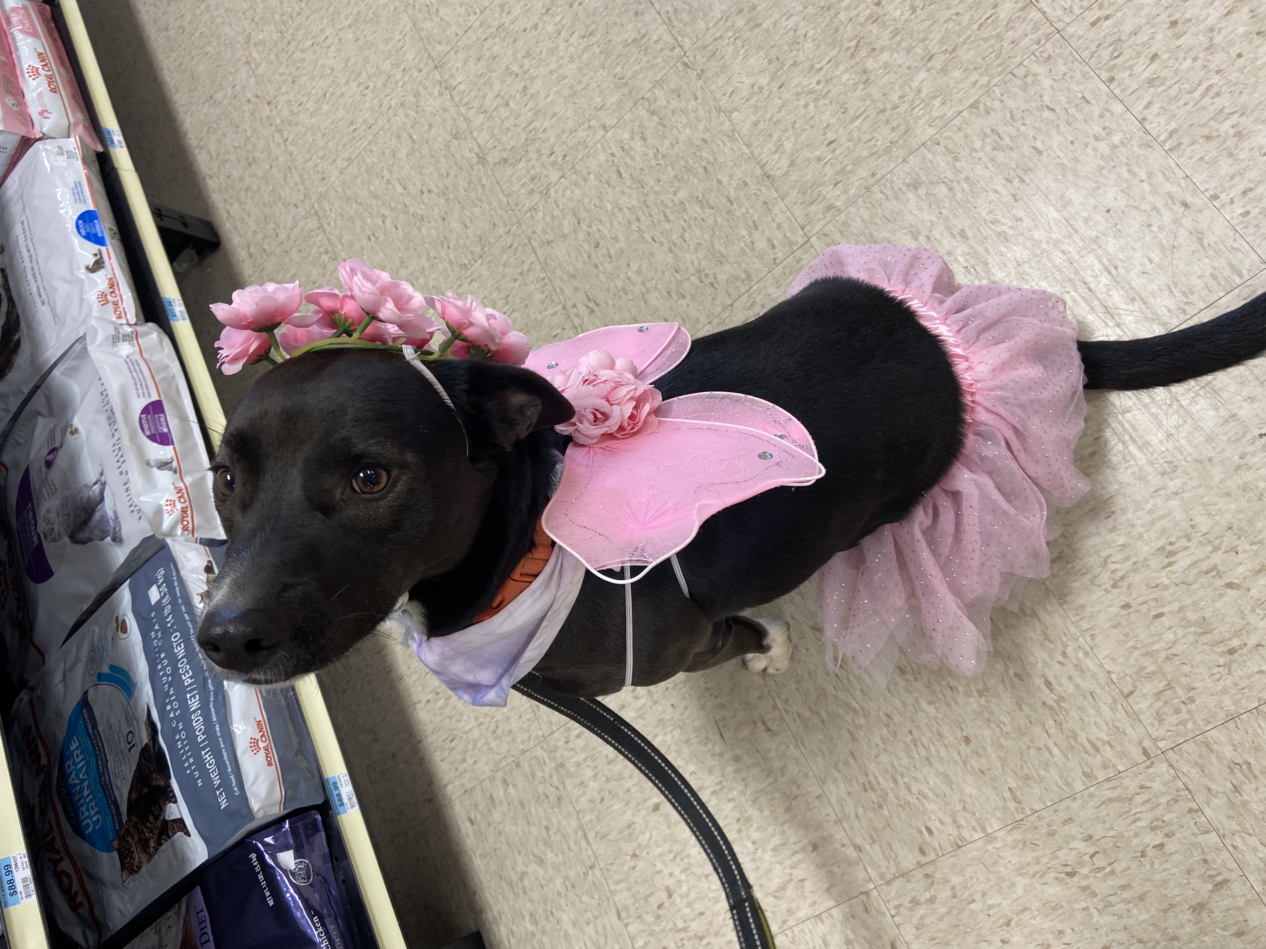 Enlarge Stevie, a Adoptable mixed breed in Jefferson, TX image 2/6