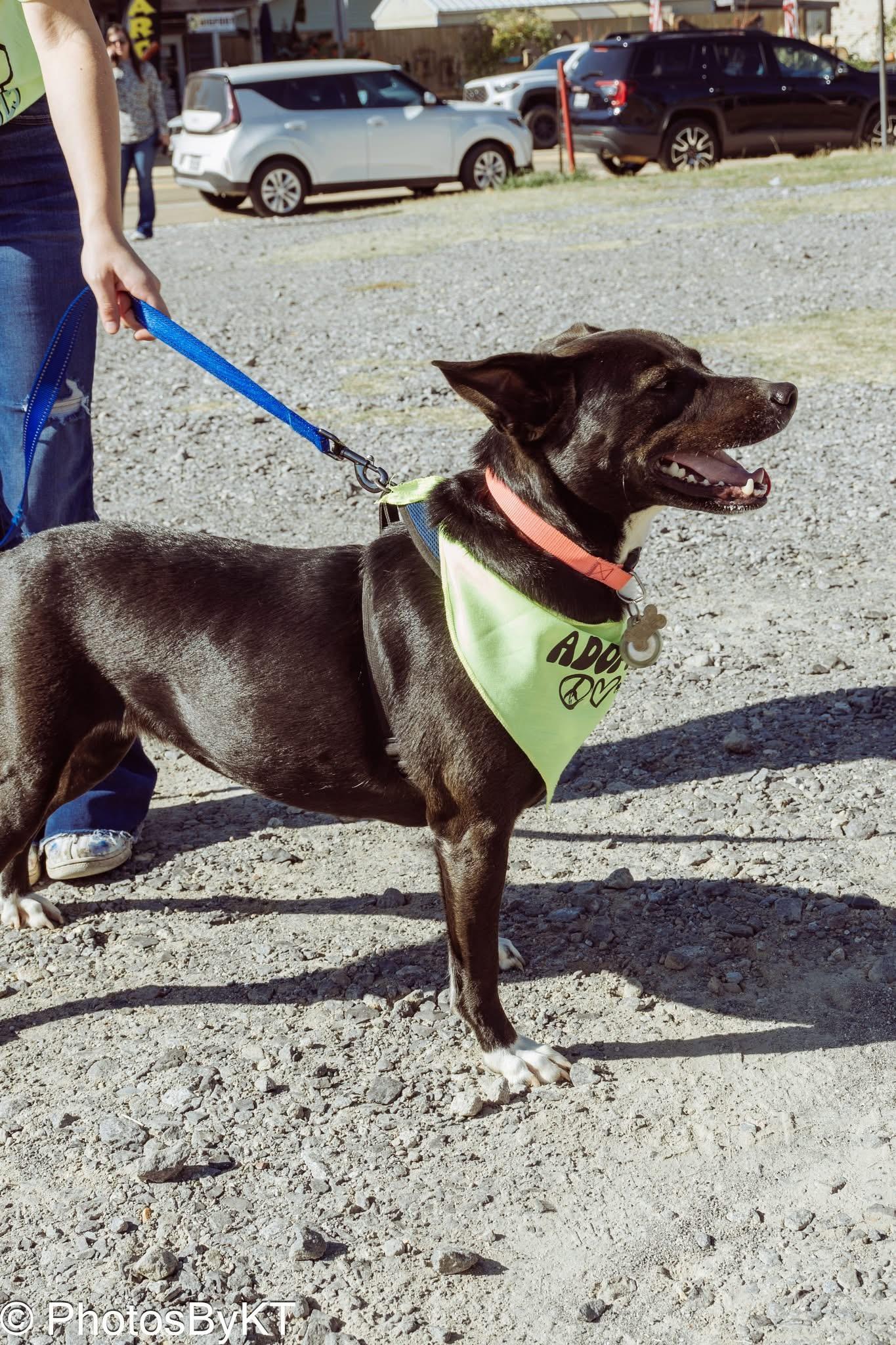 Enlarge Stevie, a Adoptable mixed breed in Jefferson, TX image 6/6