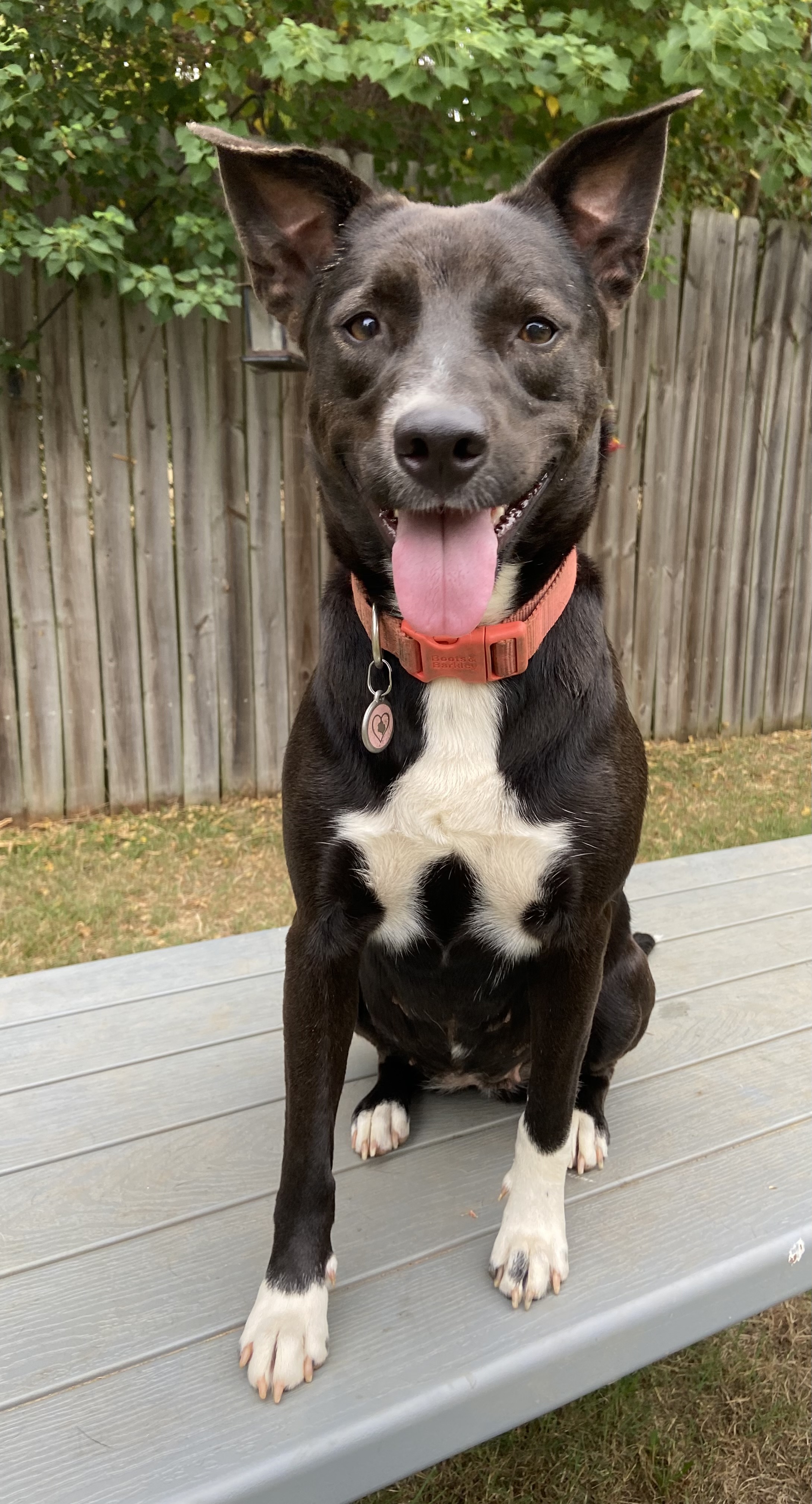 Enlarge Stevie, a Adoptable mixed breed in Jefferson, TX image 4/6