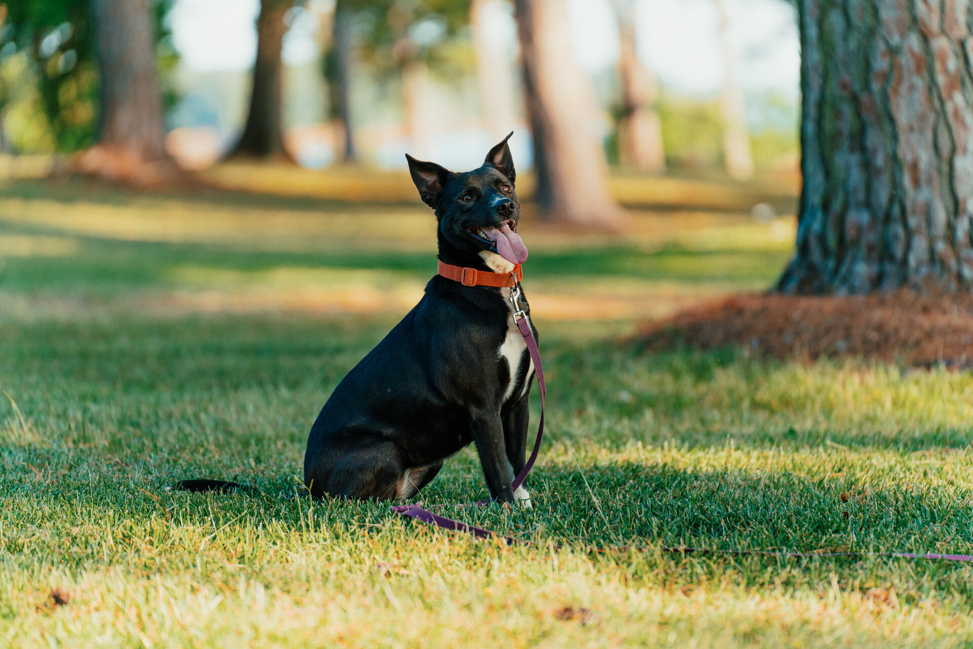 Enlarge Stevie, a Adoptable mixed breed in Jefferson, TX image 3/6