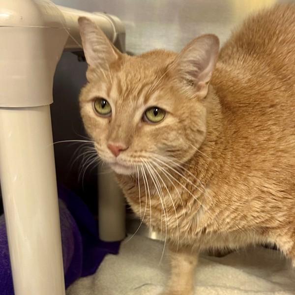 Brick, Adoptable, Senior Male Domestic Short Hair.