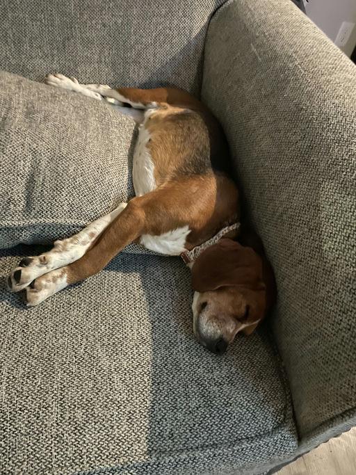 Sparkles, Adoptable, Adult Female Beagle.