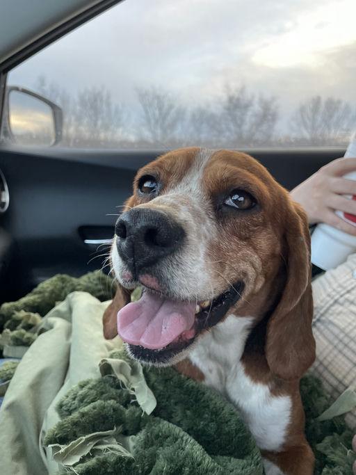 Enlarge Sparkles, a Adoptable Beagle in TULSA, OK image 2/3