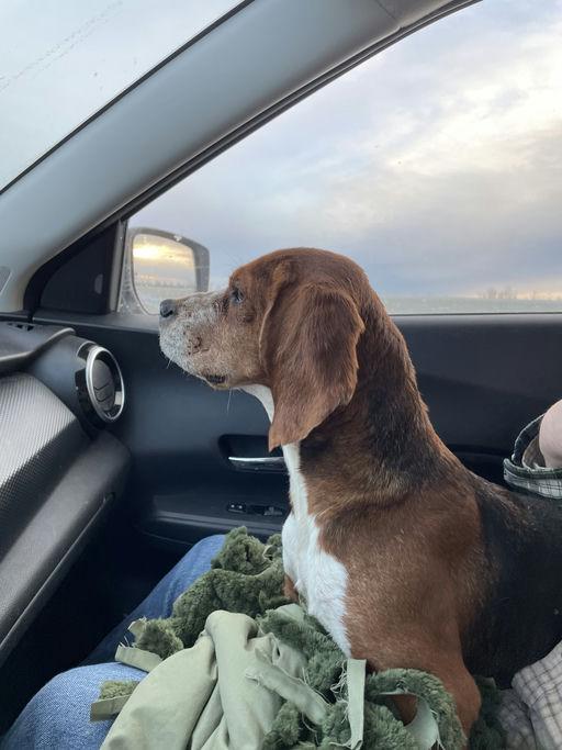 Enlarge Sparkles, a Adoptable Beagle in TULSA, OK image 3/3