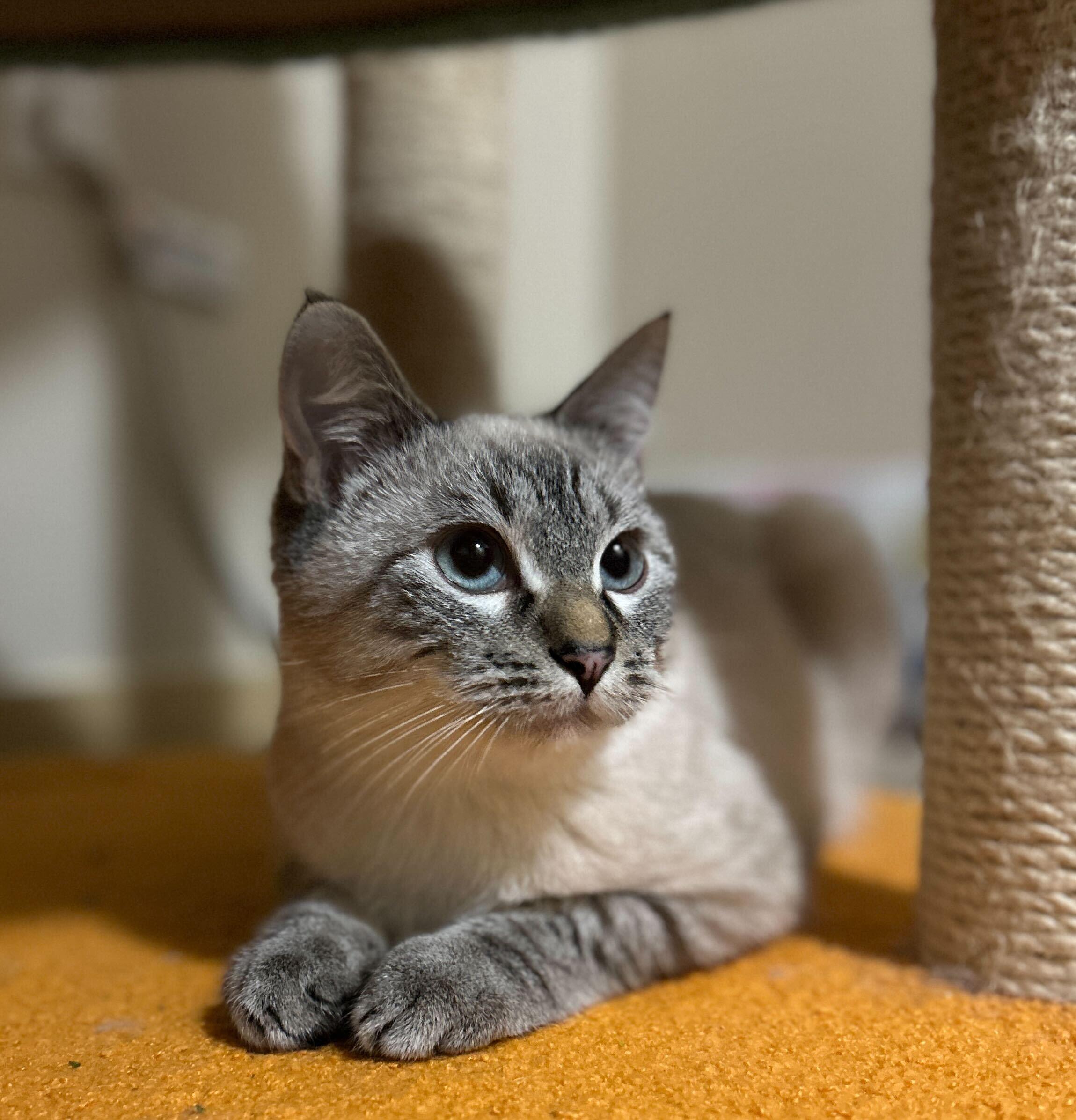 Enlarge August and James, a ADOPTABLE Domestic Medium Hair in Seattle, WA image 4/6