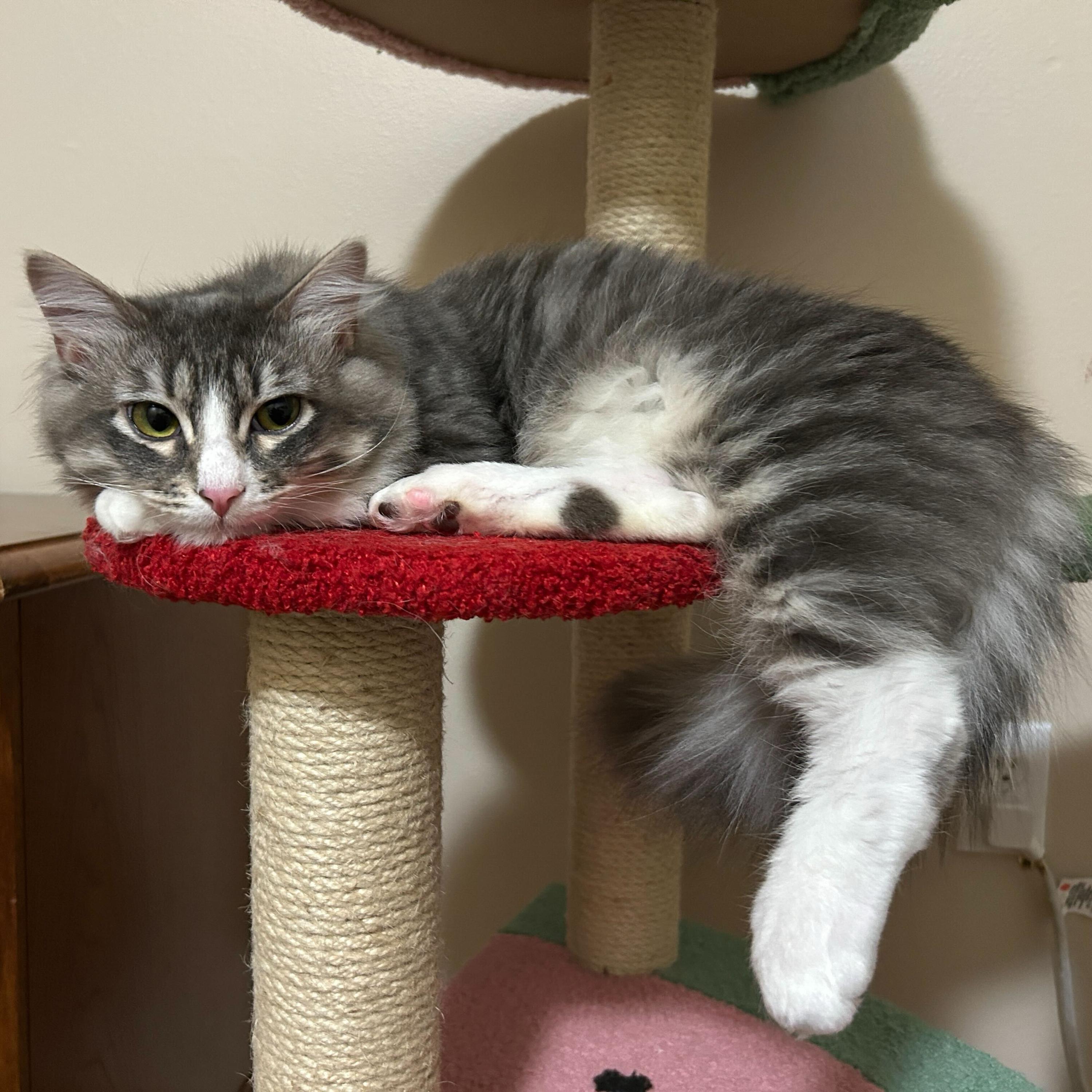 Enlarge August and James, a ADOPTABLE Domestic Medium Hair in Seattle, WA image 3/6