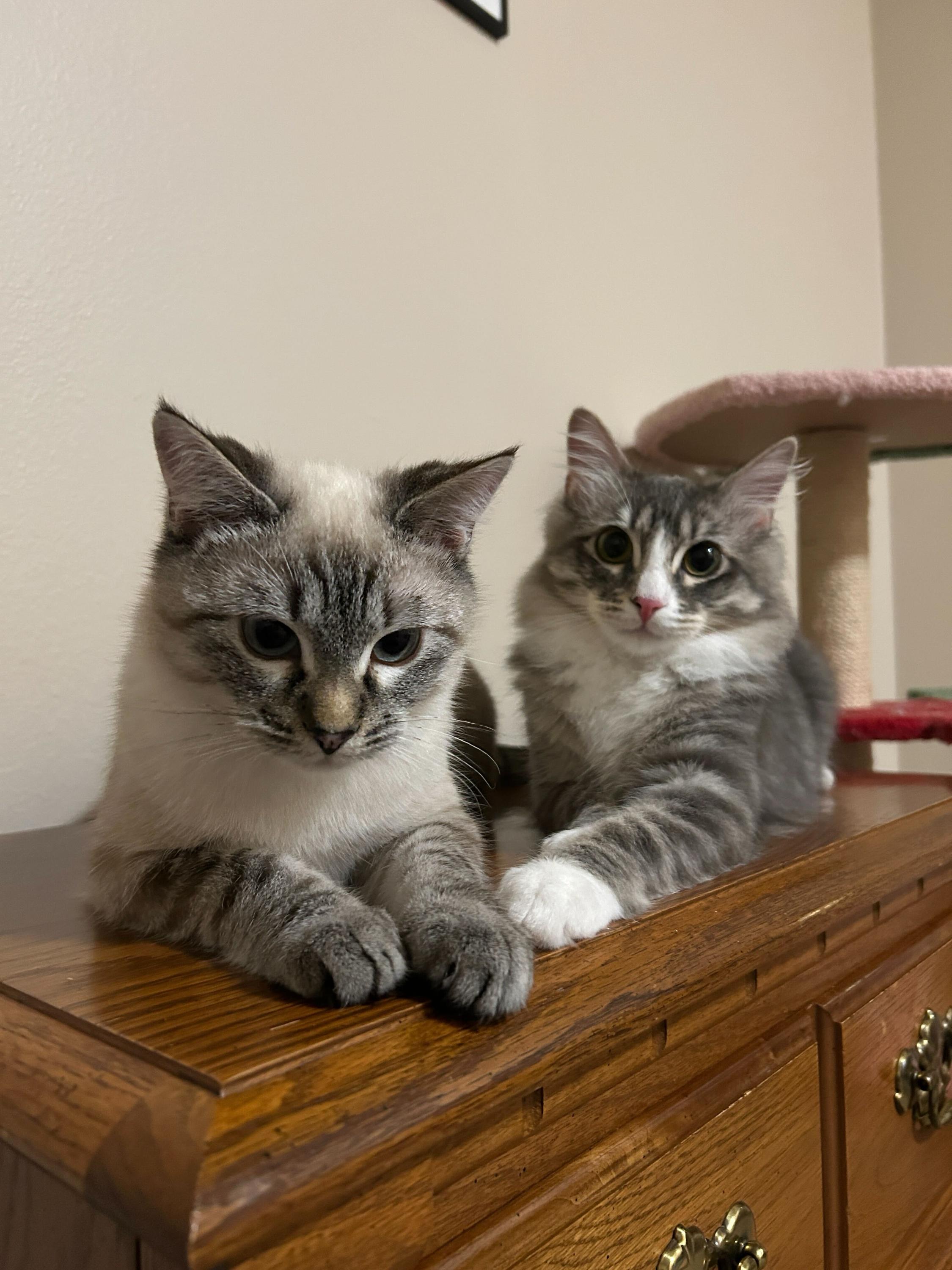 Enlarge August and James, a ADOPTABLE Domestic Medium Hair in Seattle, WA image 1/6
