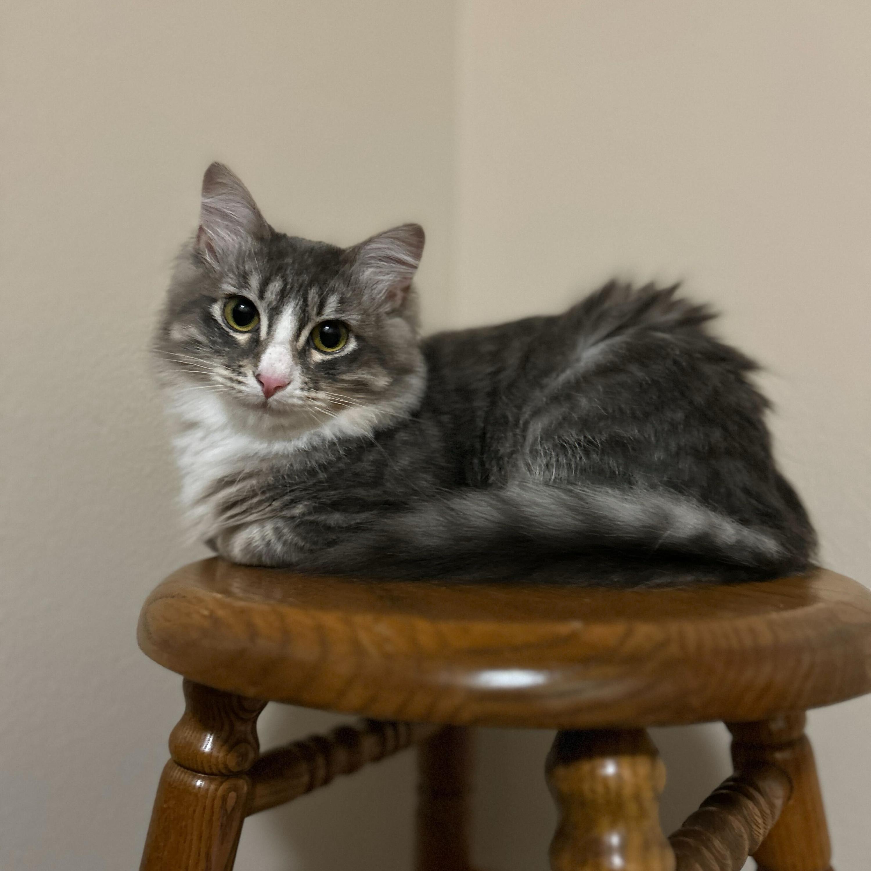 Enlarge August and James, a ADOPTABLE Domestic Medium Hair in Seattle, WA image 2/6