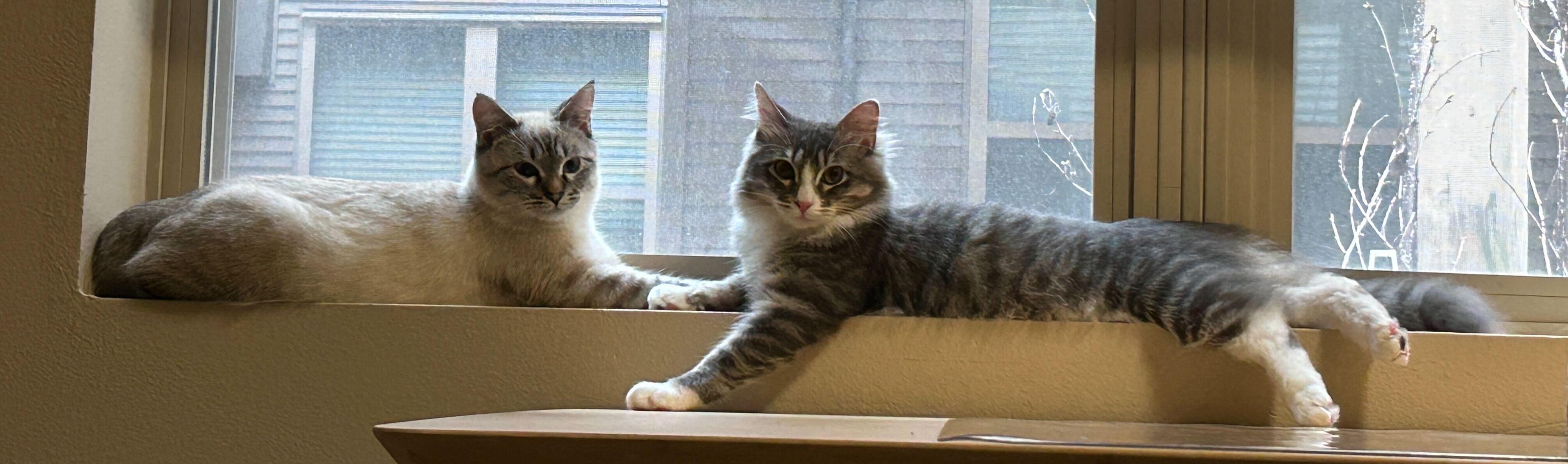 Enlarge August and James, a ADOPTABLE Domestic Medium Hair in Seattle, WA image 5/6