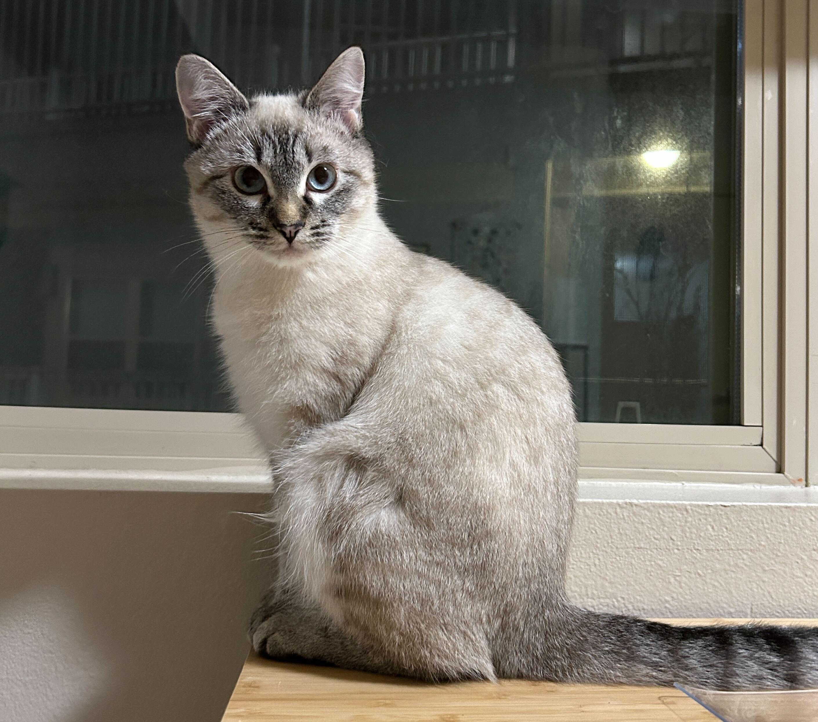 Enlarge August and James, a ADOPTABLE Domestic Medium Hair in Seattle, WA image 6/6
