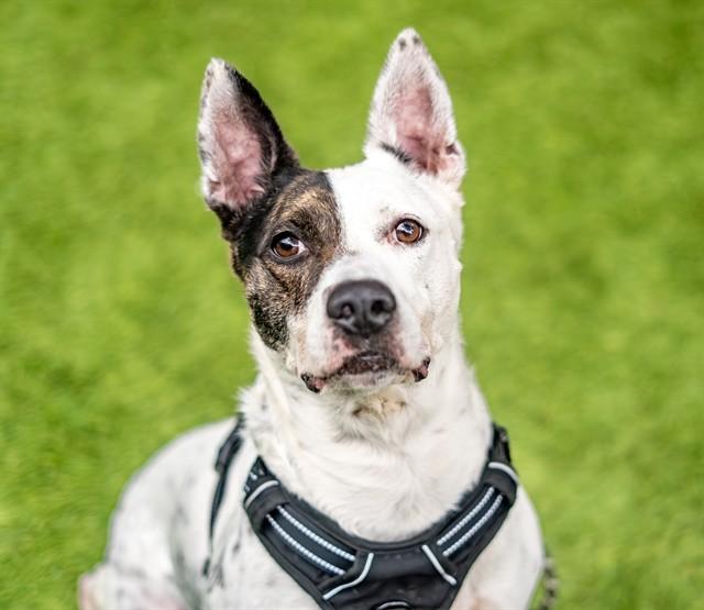 Enlarge GUNNER, a Adoptable mixed breed in San Jose, CA image 1/1