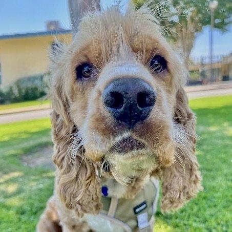 Fozzie Bear, Adopted, Young Male Cocker Spaniel.