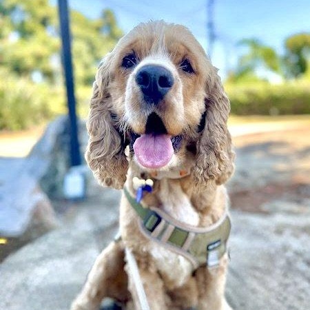 Enlarge Fozzie Bear, a Adopted Cocker Spaniel in Sherman Oaks, CA image 2/6