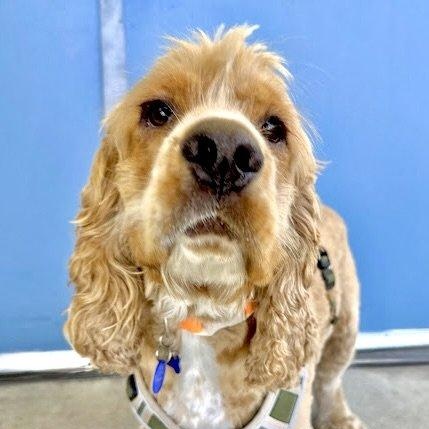Enlarge Fozzie Bear, a Adopted Cocker Spaniel in Sherman Oaks, CA image 3/6