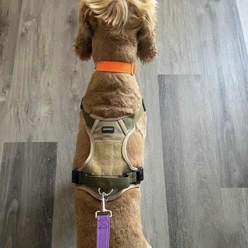 Enlarge Fozzie Bear, a Adopted Cocker Spaniel in Sherman Oaks, CA image 4/6