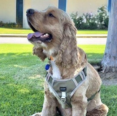 Enlarge Fozzie Bear, a Adopted Cocker Spaniel in Sherman Oaks, CA image 5/6
