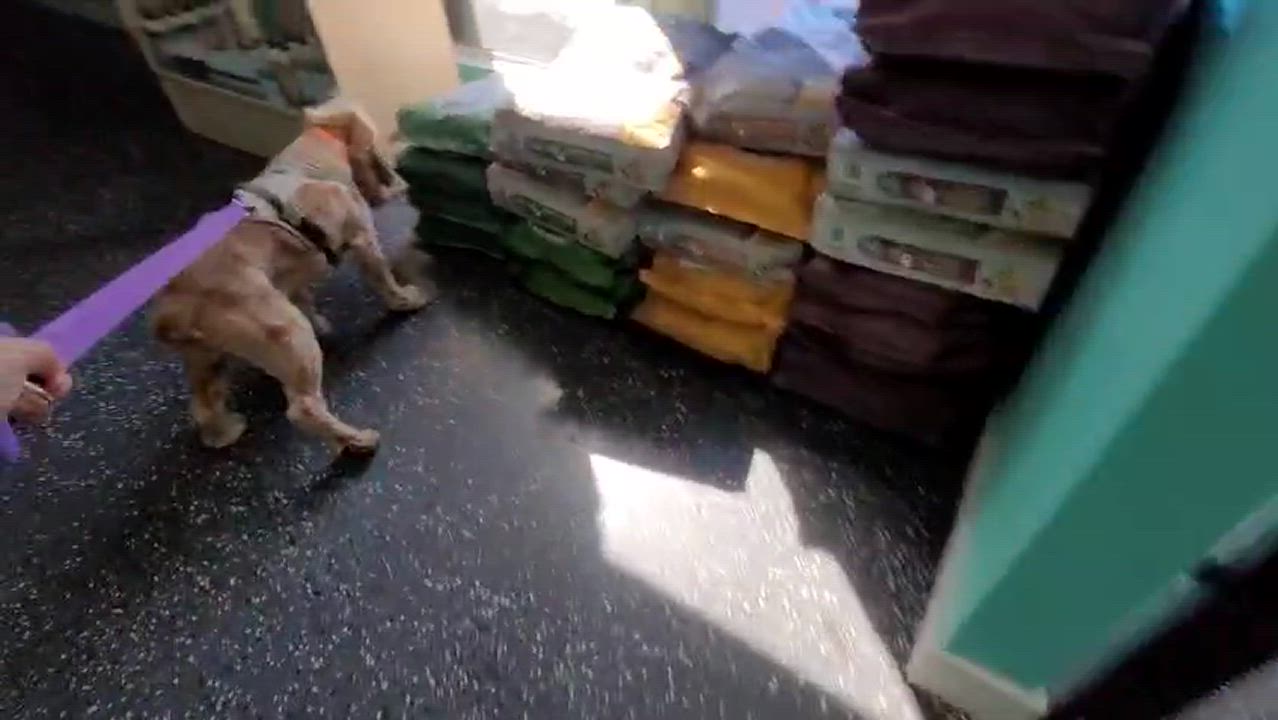 Enlarge Fozzie Bear, a Adopted Cocker Spaniel in Sherman Oaks, CA video 6/6